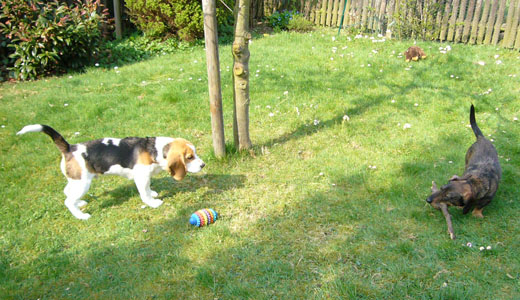 Beagle spielt mit Dackel